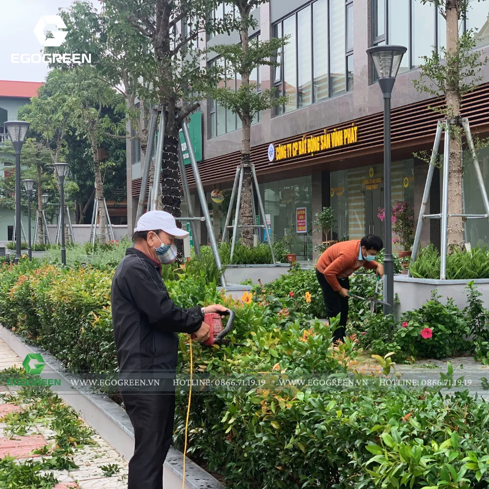 Chọn đúng cây trùng đã tiết kiệm được tiền chăm sóc định kỳ.